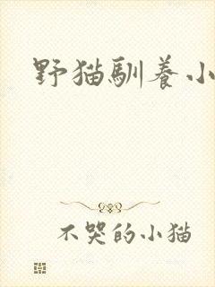 野猫驯养小说