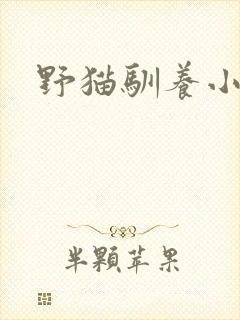 野猫驯养小说