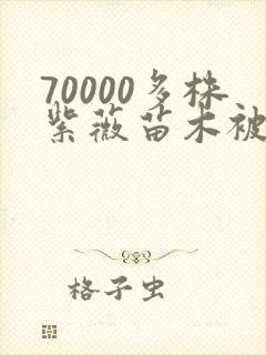 70000多株紫薇苗木被强毁