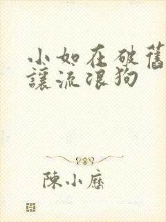 小如在破旧仓库让流浪狗