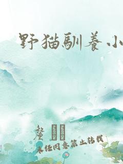 野猫驯养小说