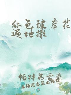 红色彼岸花花瓣遍地撒