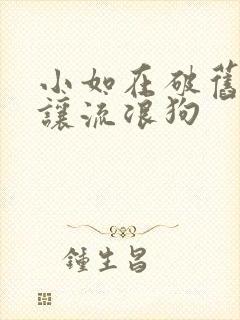 小如在破旧仓库让流浪狗