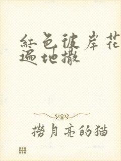 红色彼岸花花瓣遍地撒