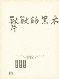 兽兽的黑木耳照片