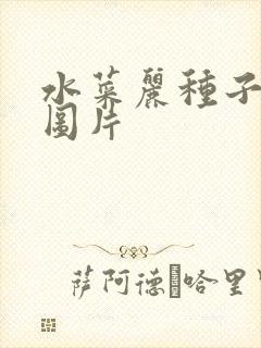 水菜丽种子全集图片