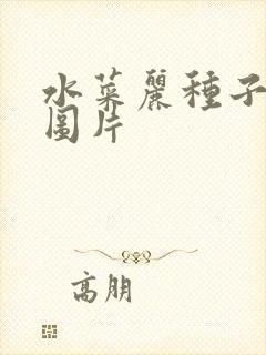 水菜丽种子全集图片