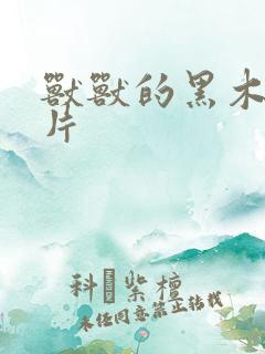 兽兽的黑木耳照片