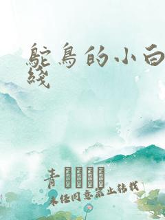 鸵鸟的小白脸路线