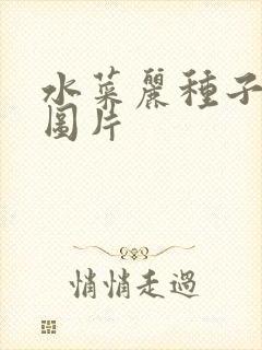 水菜丽种子全集图片