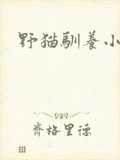 野猫驯养小说