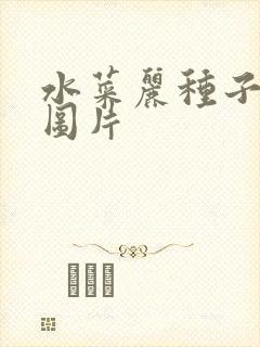 水菜丽种子全集图片