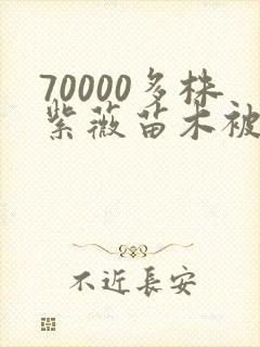 70000多株紫薇苗木被强毁