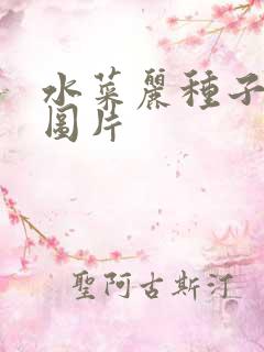 水菜丽种子全集图片
