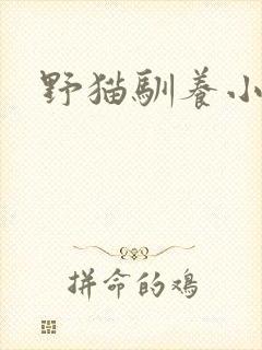 野猫驯养小说