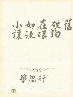 小如在破旧仓库让流浪狗