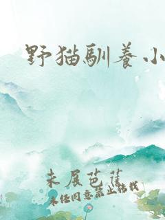 野猫驯养小说