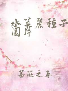 水菜丽种子全集图片