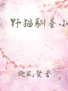 野猫驯养小说