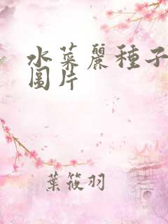 水菜丽种子全集图片