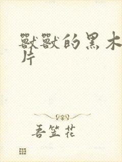 兽兽的黑木耳照片