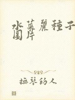 水菜丽种子全集图片