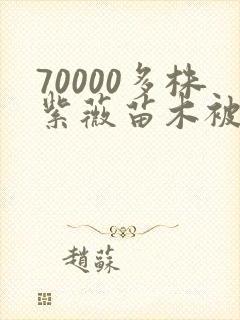 70000多株紫薇苗木被强毁