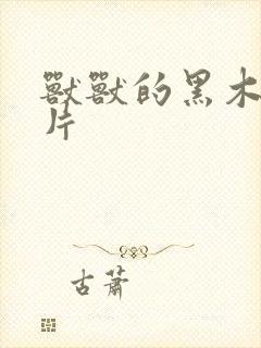 兽兽的黑木耳照片