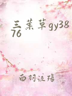 三叶草gy3876