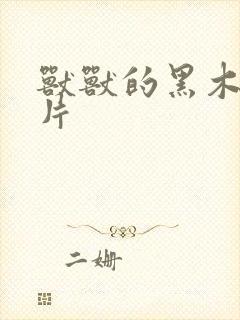 兽兽的黑木耳照片