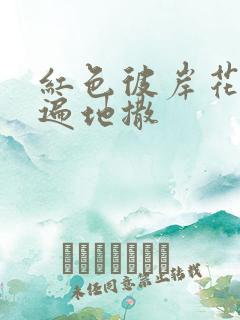 红色彼岸花花瓣遍地撒