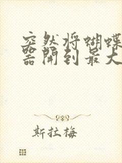 突然将蝴蝶遥控器开到最大