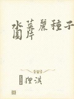 水菜丽种子全集图片