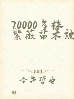 70000多株紫薇苗木被强毁