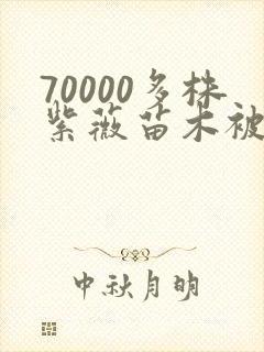 70000多株紫薇苗木被强毁