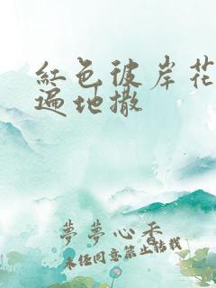 红色彼岸花花瓣遍地撒