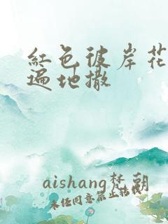 红色彼岸花花瓣遍地撒