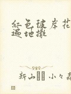 红色彼岸花花瓣遍地撒