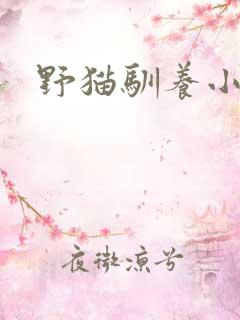 野猫驯养小说