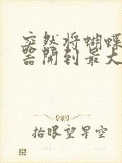 突然将蝴蝶遥控器开到最大