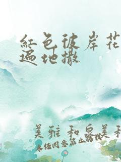 红色彼岸花花瓣遍地撒