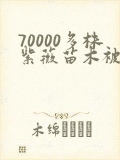 70000多株紫薇苗木被强毁