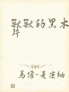 兽兽的黑木耳照片