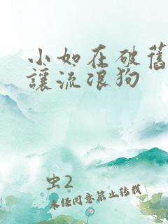 小如在破旧仓库让流浪狗