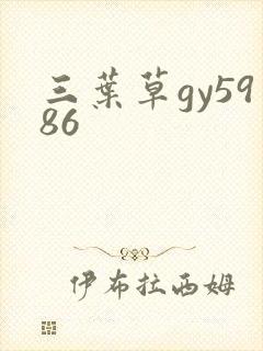 三叶草gy5986