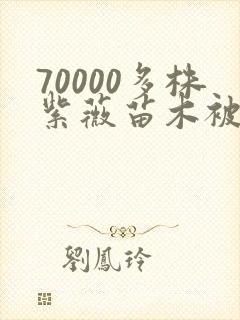 70000多株紫薇苗木被强毁