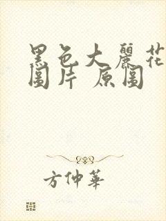 黑色大丽花真实图片 原图