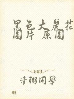 黑色大丽花真实图片 原图