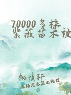 70000多株紫薇苗木被强毁