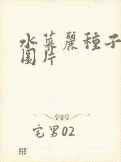 水菜丽种子全集图片